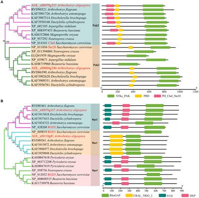 p21-activated kinase is involved in the sporulation, pathogenicity, and stress response of Arthrobotrys oligospora under the indirect regulation of Rho GTPase-activating protein